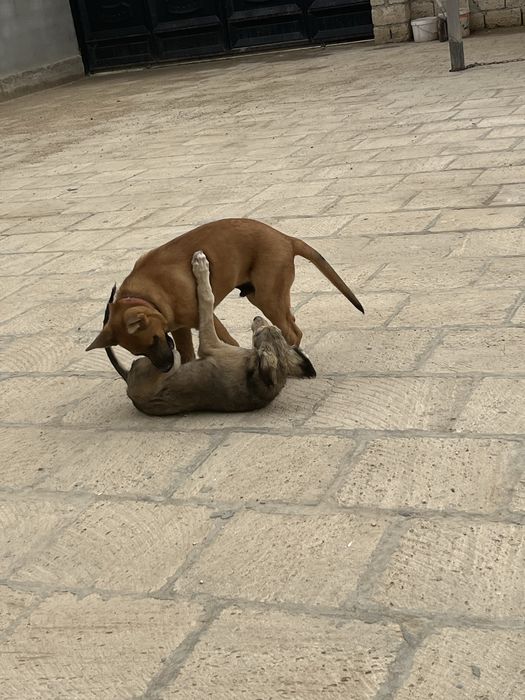 Тазы қасндағы ит сатлмайды