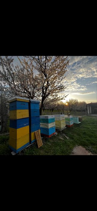 Домашен пчелен мед букет