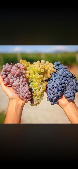 Struguri de vin productie 2026