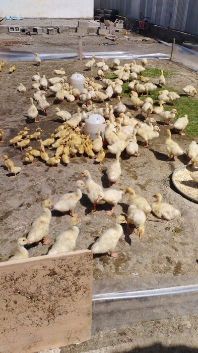 Продажа бройлеры