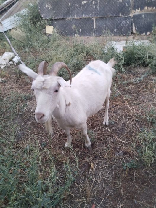 Продам коза с козлёнком и коза одну