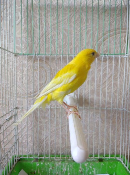 Канарейкалар бар