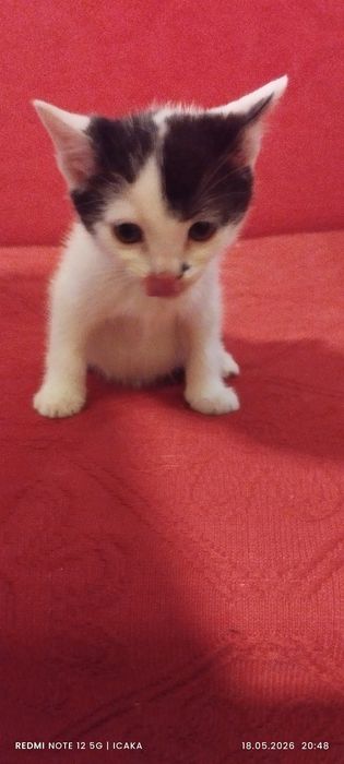 Малки котенца подарявам