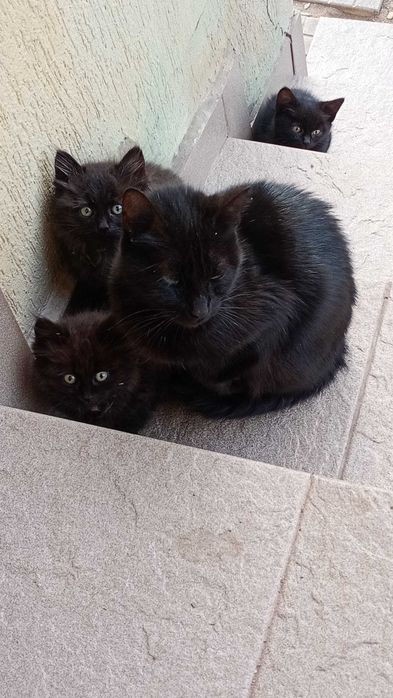 Три черни котета