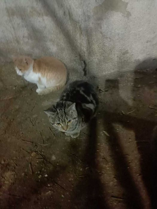 Кошечки в добрые руки