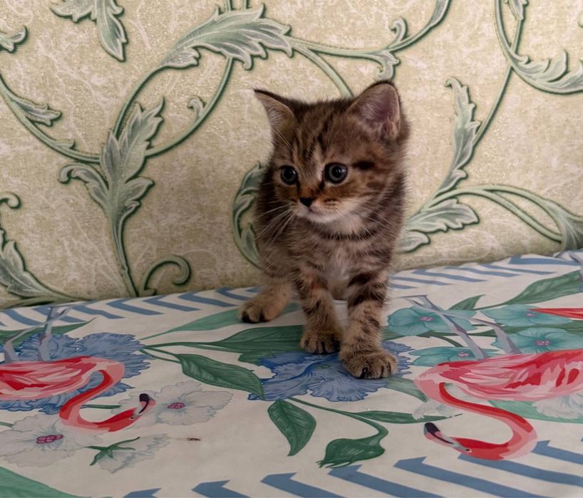 скоттиш страйт девочка
