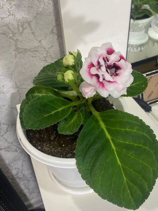 Продам глоксинию!