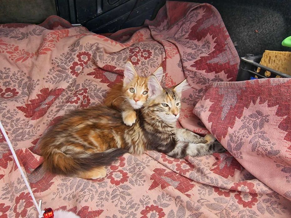котята мейн-куны