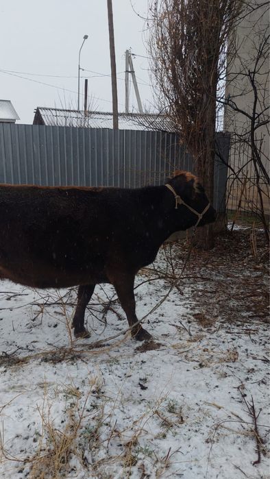 Корова пародистый