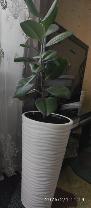 Фикус крупнолистный в кашпо