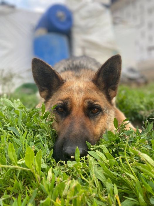 Продается Немецкая овчарка Актобе