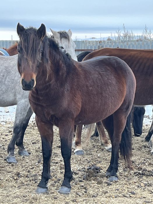 Башкир тұқымды айғыр сатылады!