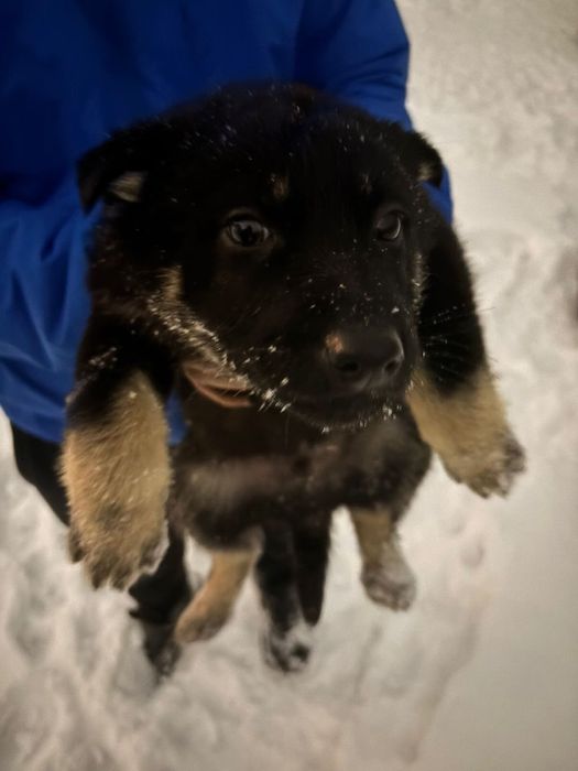 Щенки породистой овчарки