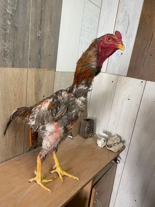 Продам питушка шамо корейц