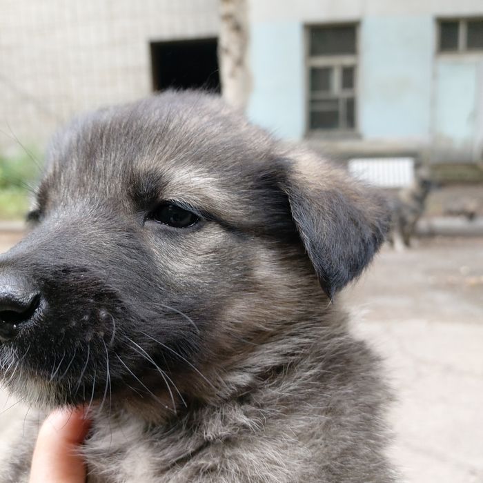 Отдам в добрые руки