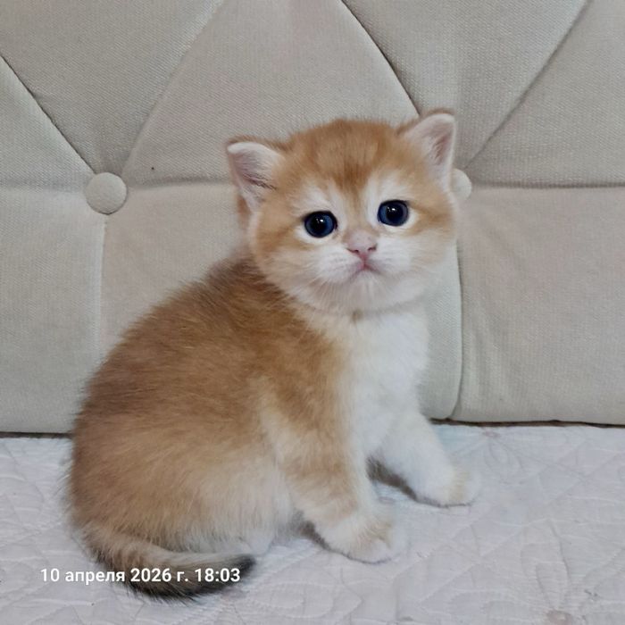 Продается чистокровная британка девочка ny12 золотая шиншилла