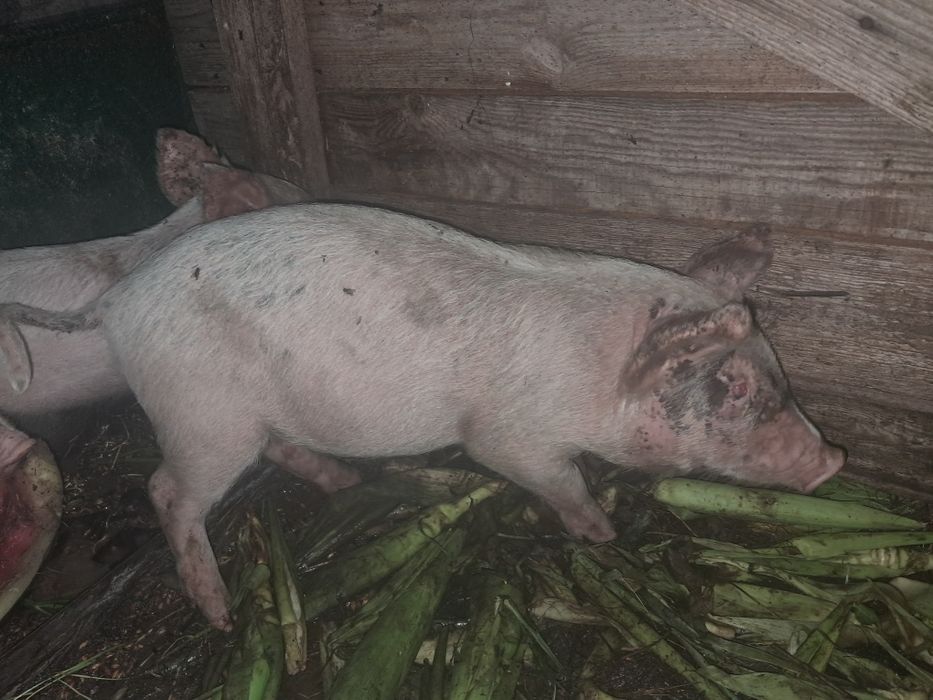 Поросята. Свинка