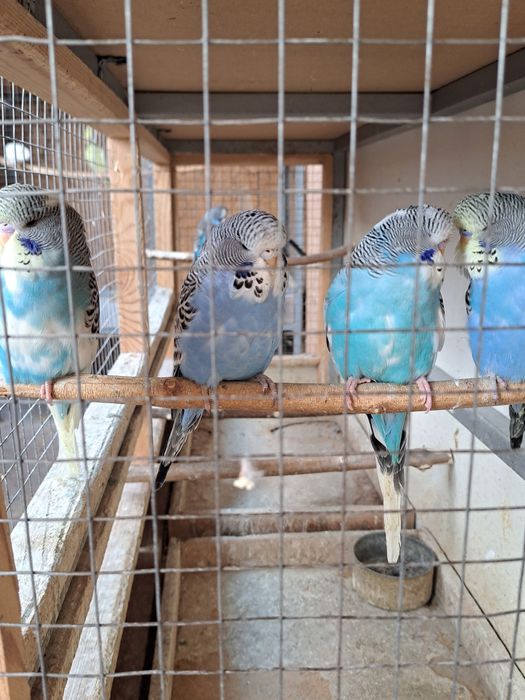 Выставочные попугаи!