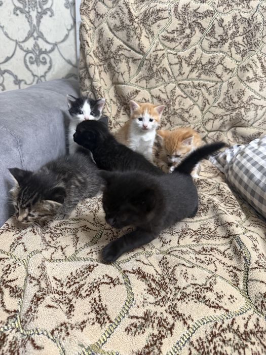 6 котят, возраст: месяц