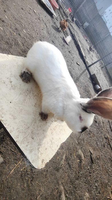 Vând sau schimb mascul uriaș de Transilvania