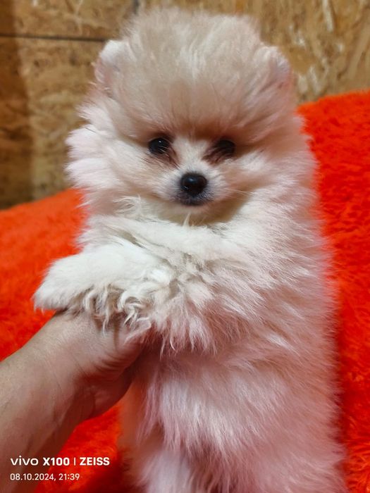 Очаровательные щенки шпица.