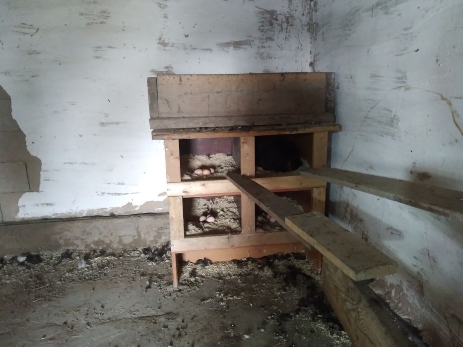 Яйцо куриное для инкубации