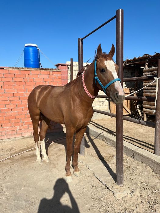 Дончак құнан сатылады