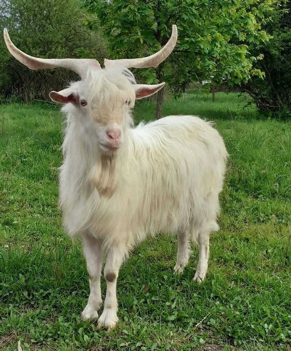 Țapi buni de prasila