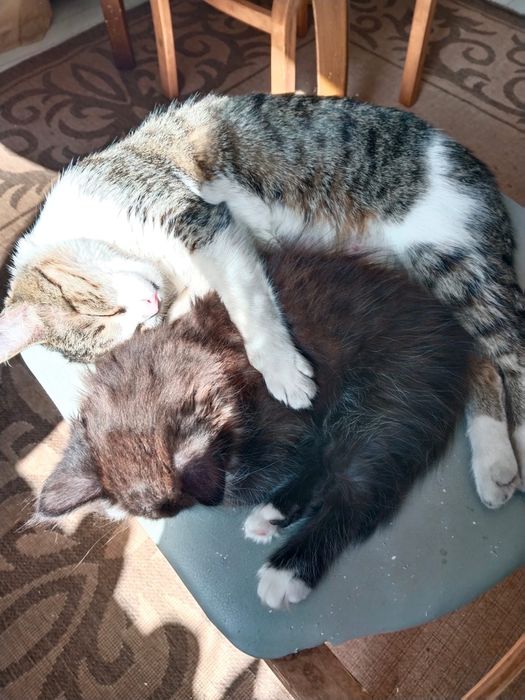 Продам котят красивые игривые