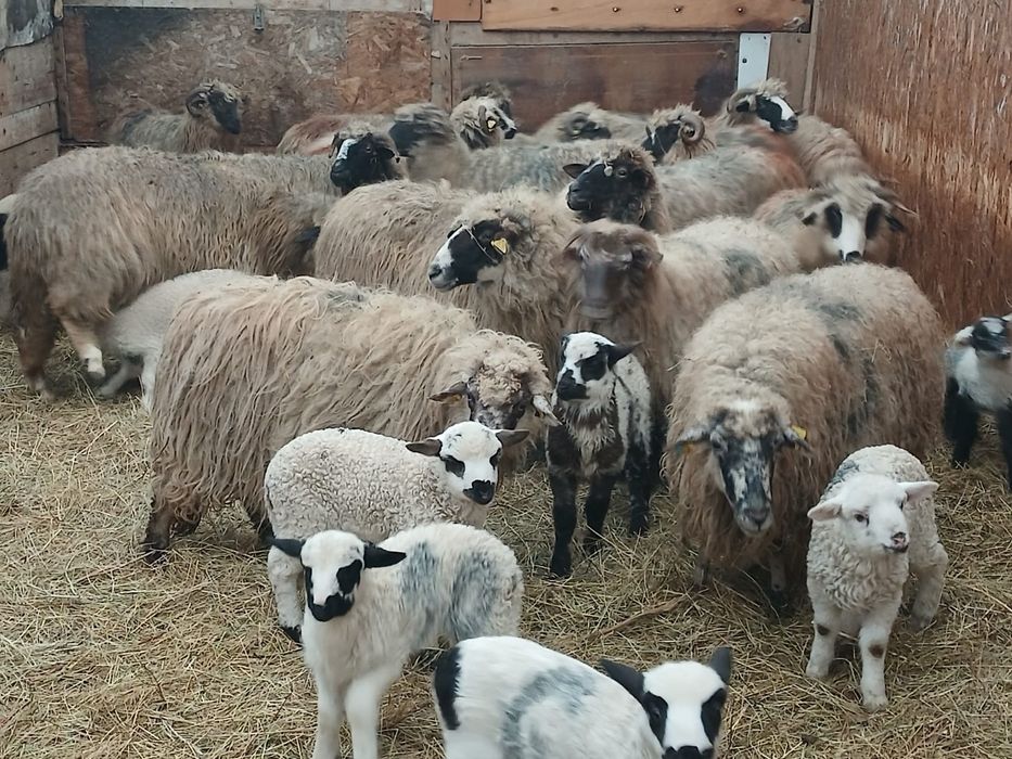 Vand 20 de oi cu miei