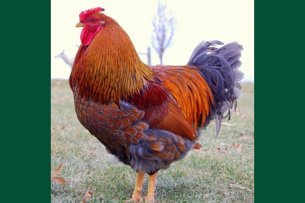 Петли порода виандот златен и сребърен