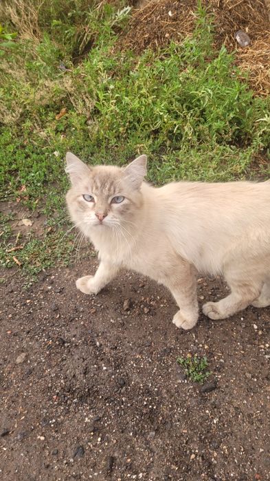Ищу любящих хозяев для кота