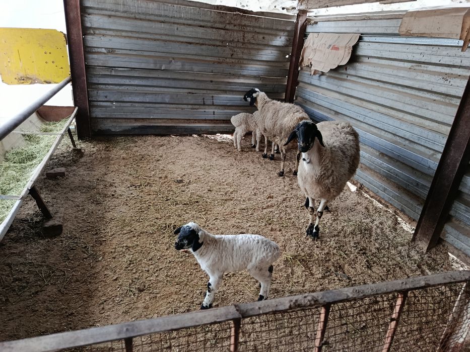 Куйлар сотилади кора кулок