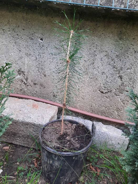 бял бор за засаждане