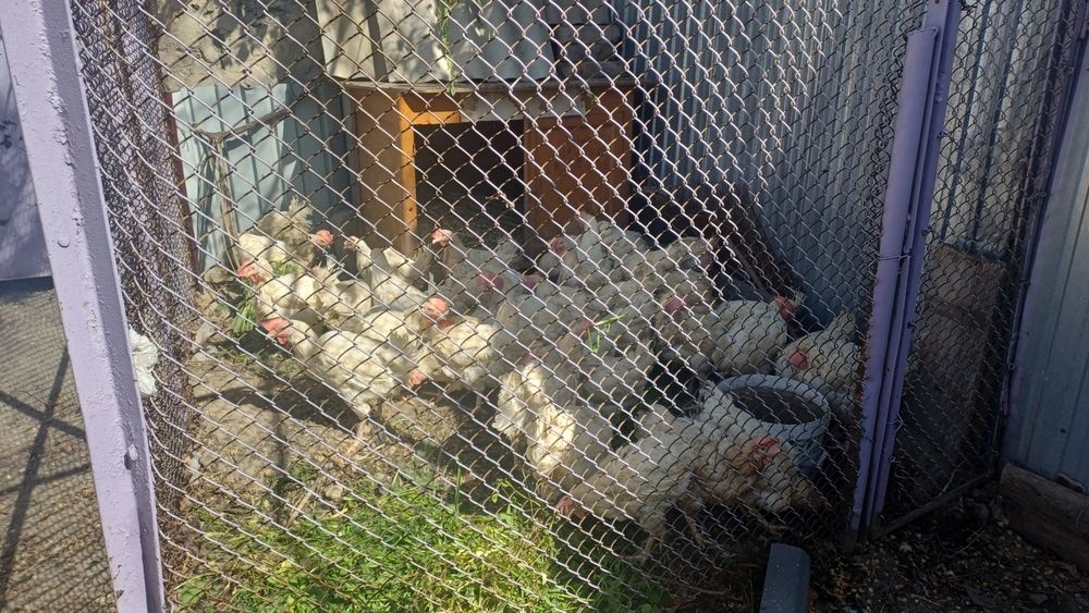 Продам кур несушек