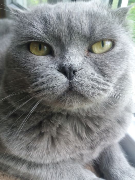 Вязка кот Британец веслоухий