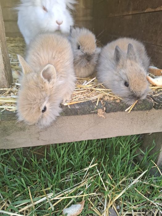 Iepurași cap de leu