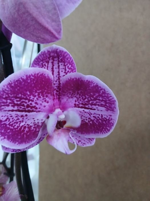 Орхидея качество Голландия