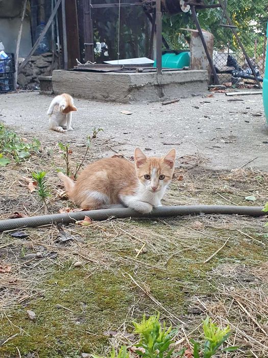 Подарявам котенца