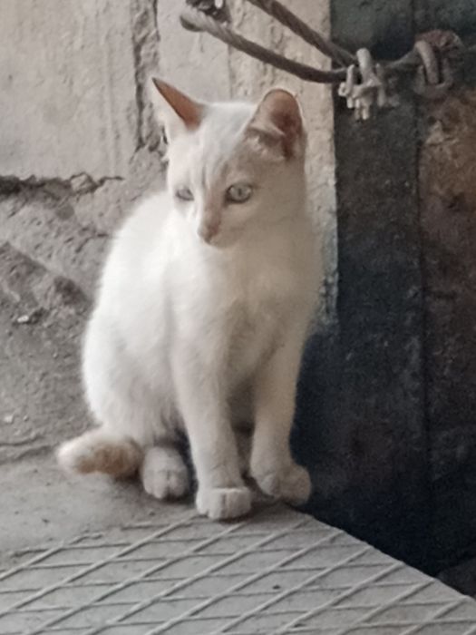 Отдам в хорошие руки котят