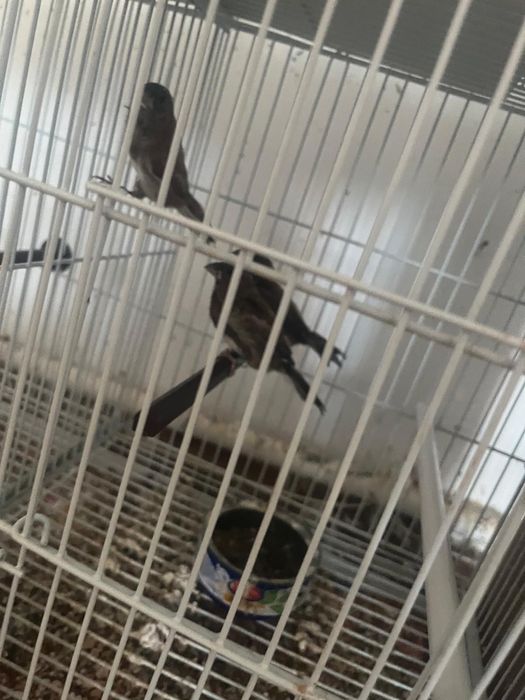 Canari si orzari caut căsuță nouo