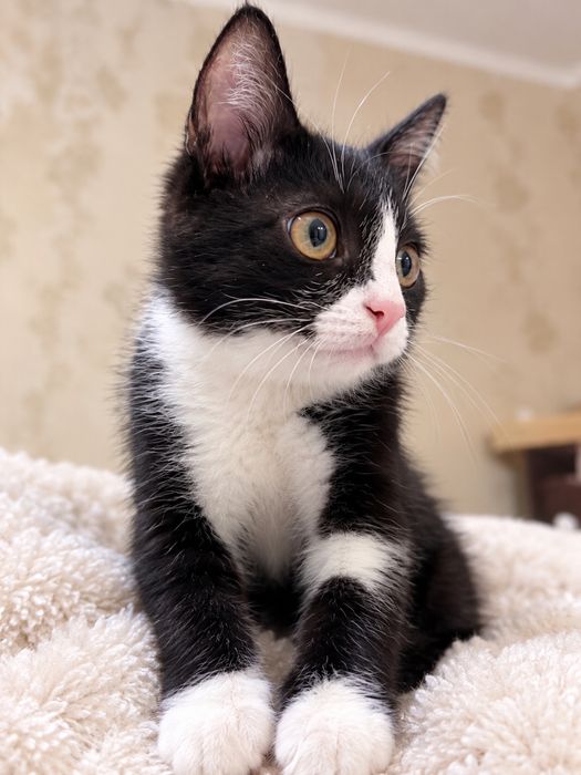 Котенок очень ласковый мальчик
