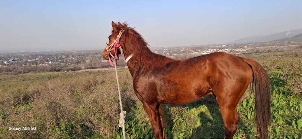 Араб пен Акалтеке шатыс