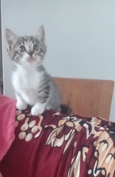 котёнка отдам добрые руки
