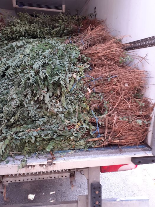 Vand puieti salcam,fag,frasin,carpen,ulm,păltin,stejar,mesteacan,etc