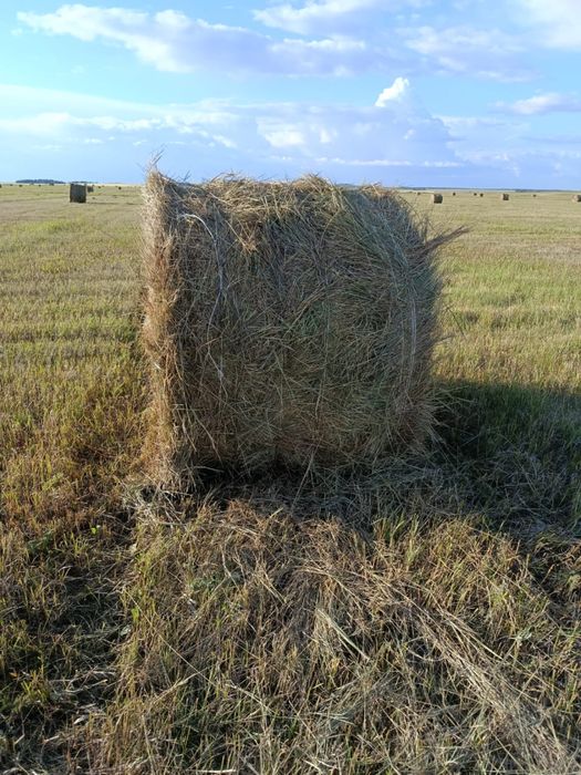 Продам сено, свежий покос