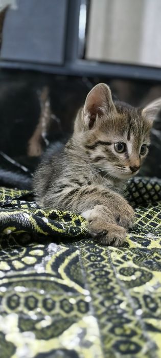 Отдам бесплатно 2 котята в хорошие руки.