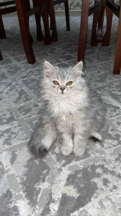 продается кошка 3,5 месяца