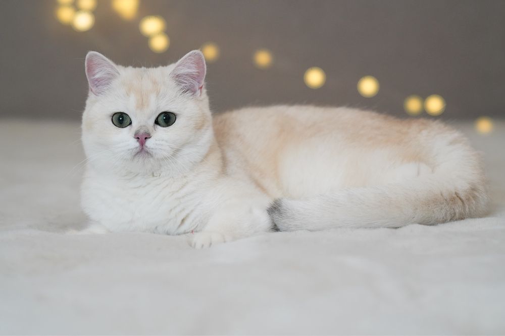 Британская шиншилла