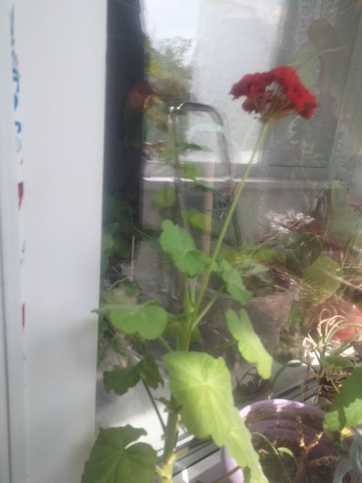 Продам цветы домашние Большие